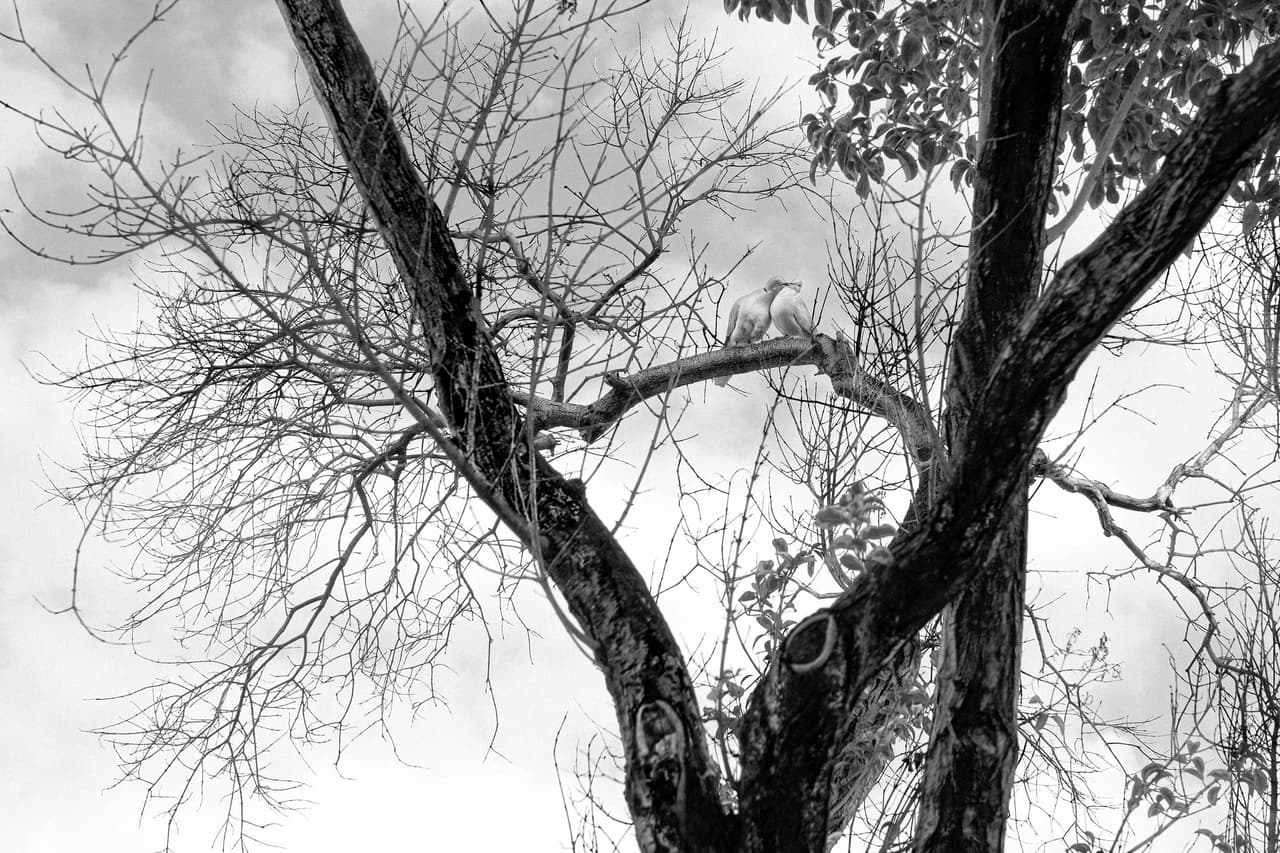 Ramas gruesas de un árbol bifurcado recortadas contra un cielo encapotado