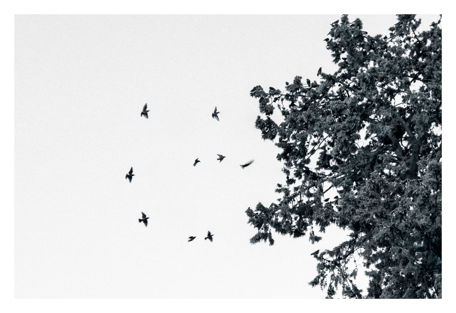 Pájaros volando junto a la copa densa de un árbol, sobre un cielo claro sin nubes