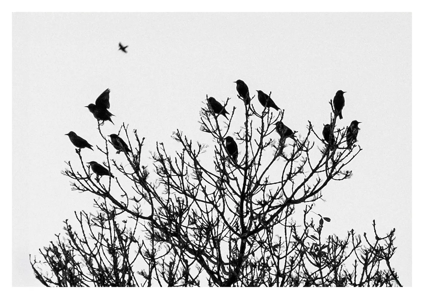 Bandada de pájaros posados en las ramas desnudas de un árbol recortadas contra un cielo blanco