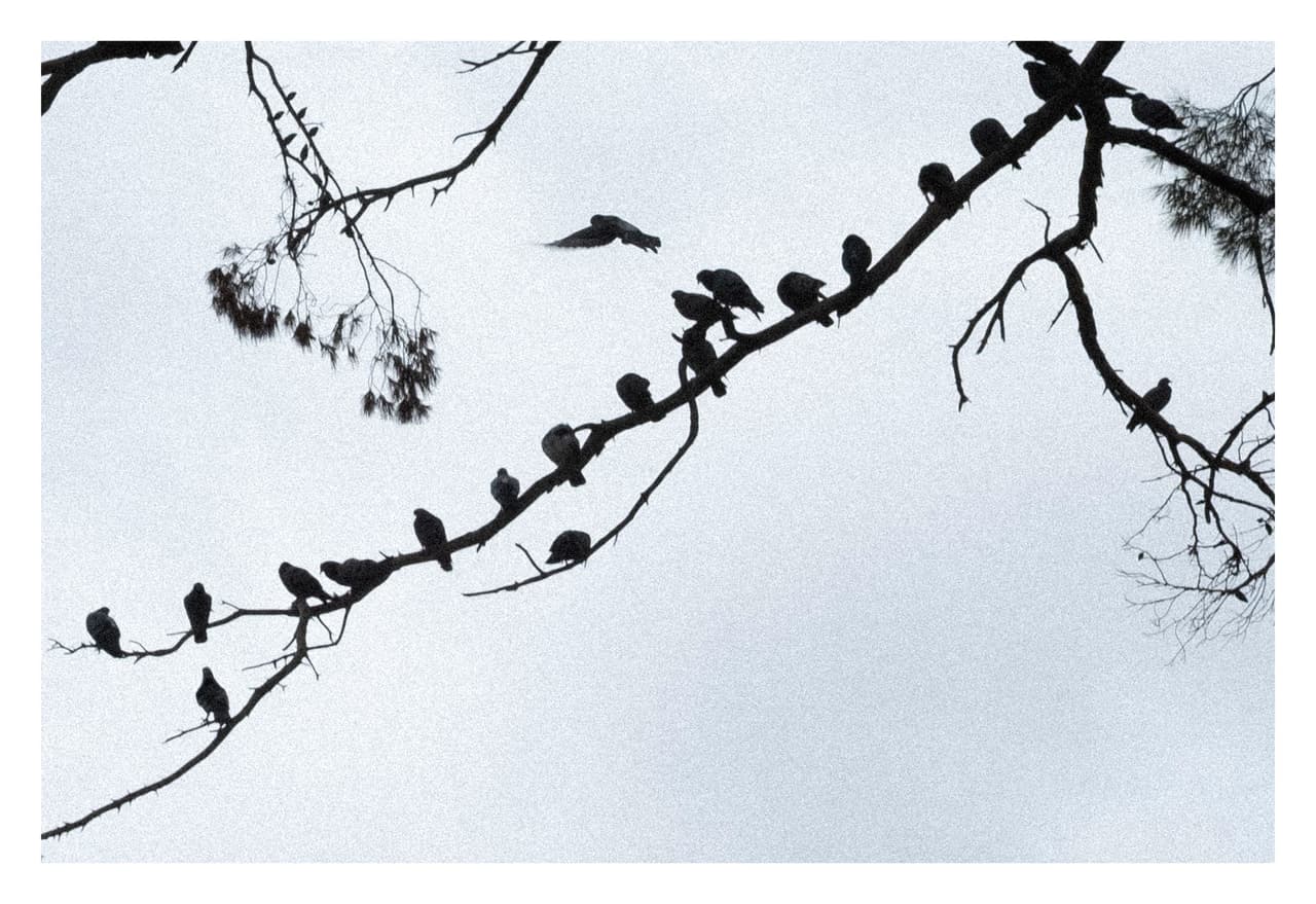 Hilera de pájaros posados a lo largo de una rama fina sobre un cielo pálido
