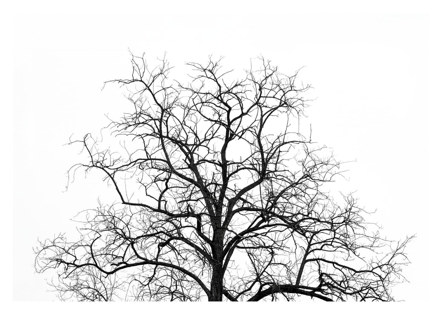 Silueta completa de un árbol sin hojas, con la copa ramificada abierta sobre un cielo claro