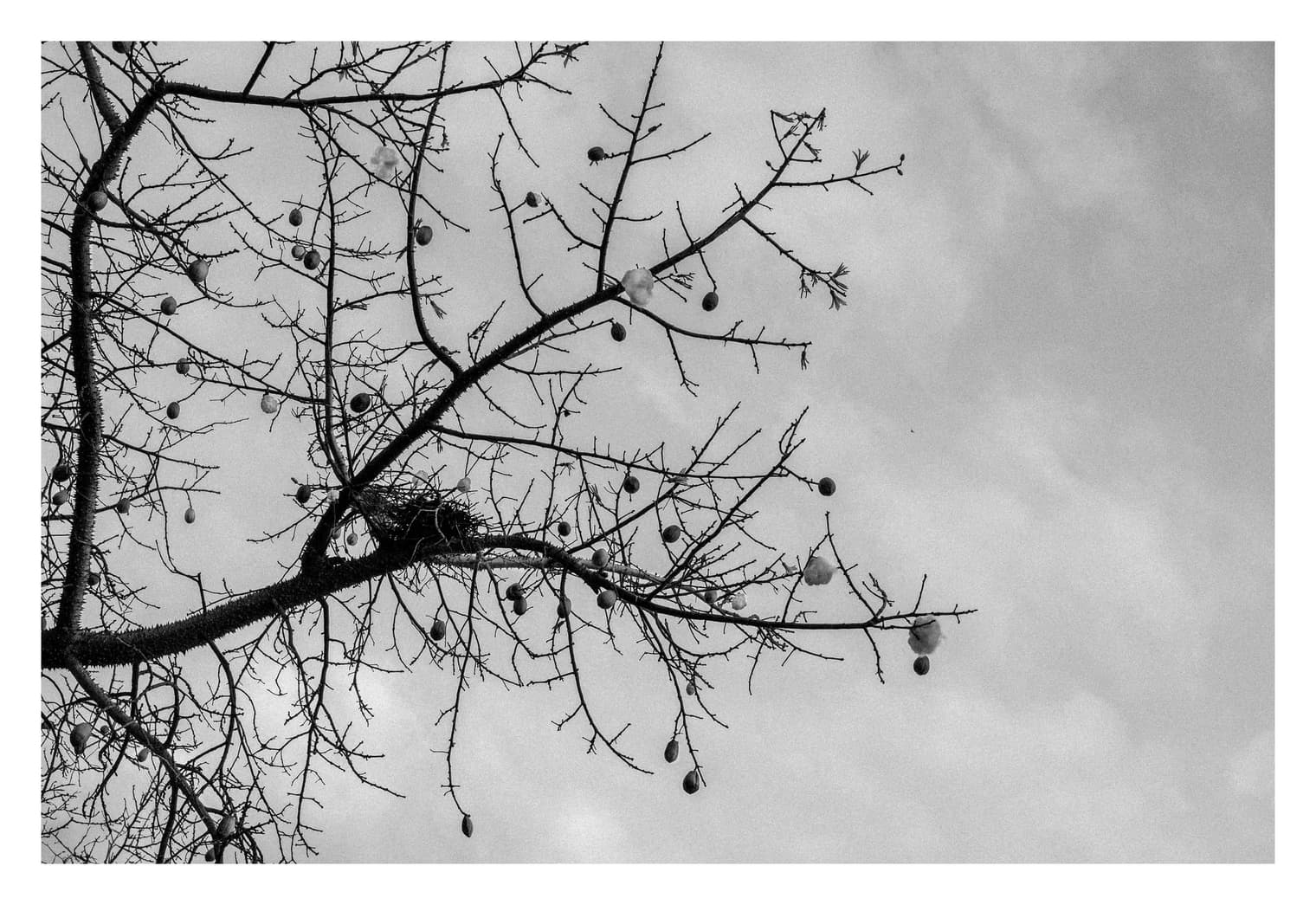 Ramas finas con pequeños frutos colgando, sobre un cielo gris de nubes suaves
