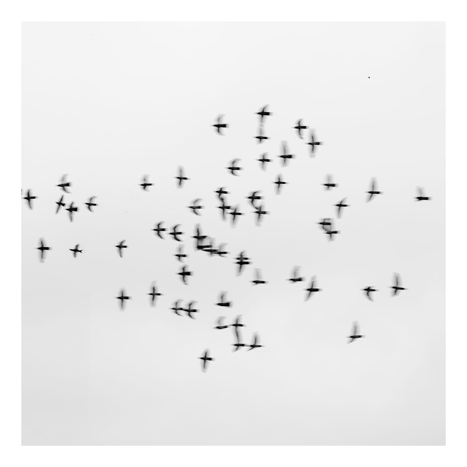 Bandada de pájaros dispersos en pleno vuelo sobre un cielo completamente blanco