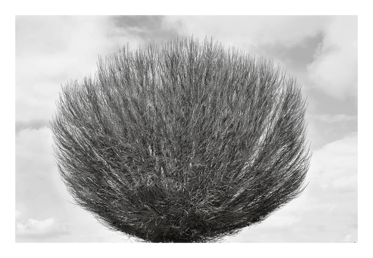 Arbusto esférico de ramas finas y erizadas recortado sobre un cielo con nubes