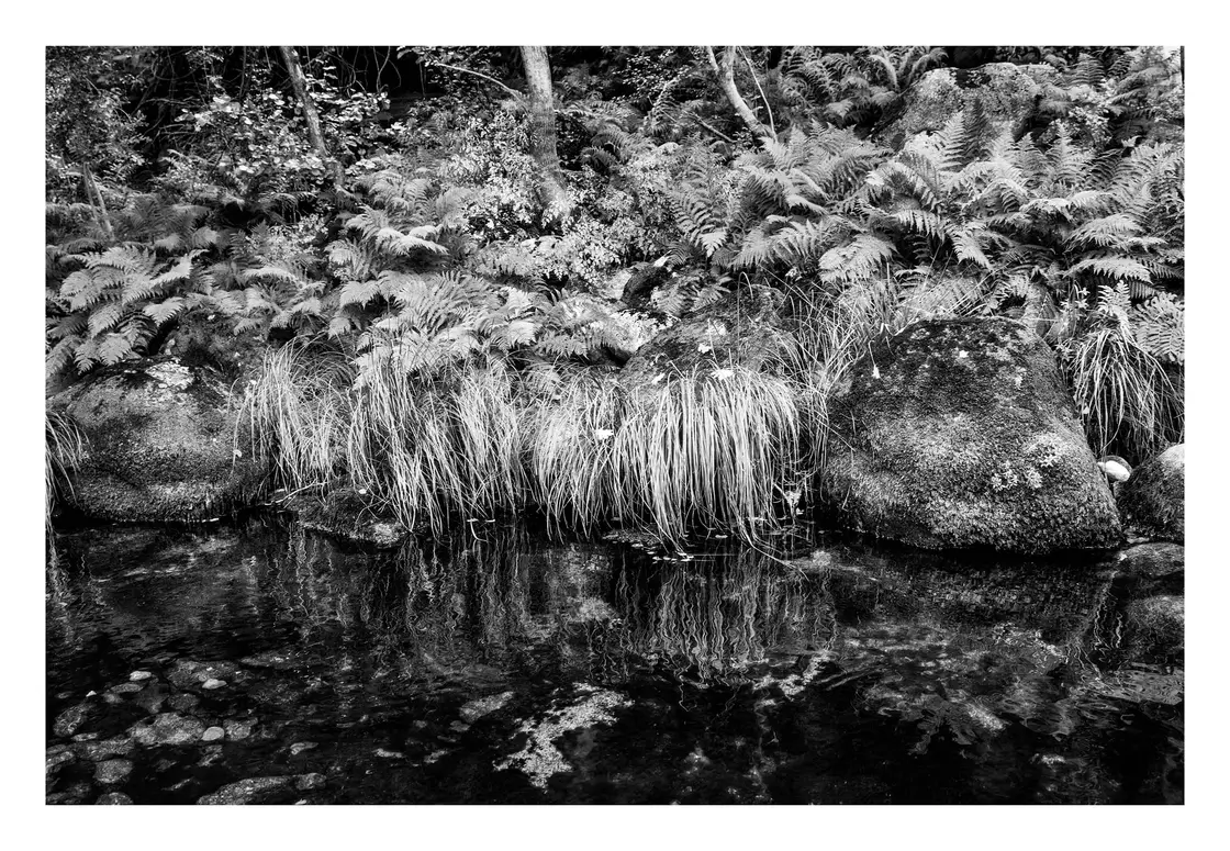 Helechos y matas de hierba sobre rocas, reflejados en el agua oscura y quieta de un arroyo