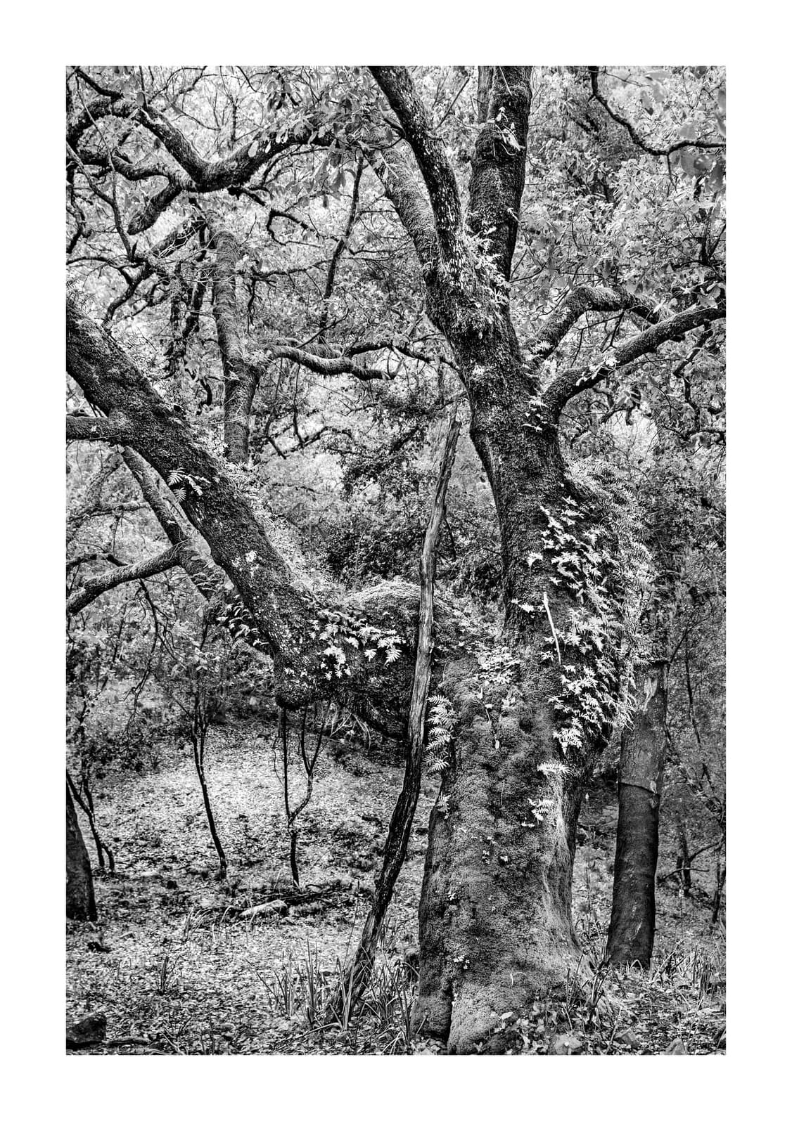 Interior de bosque con un tronco cubierto de hiedra en primer plano y ramas cruzándose al fondo