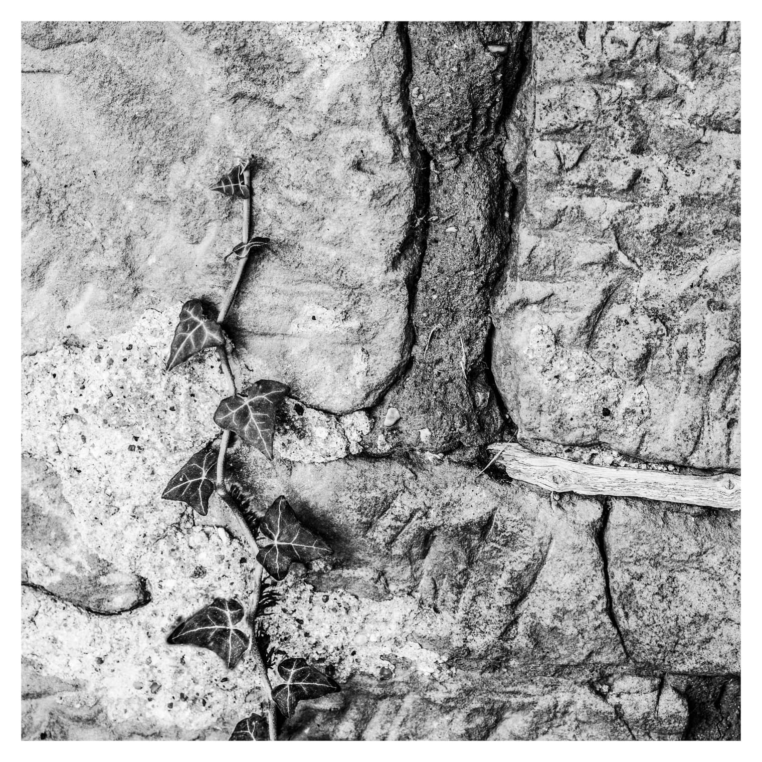 Rama de hiedra trepando por un muro de piedra seca de bloques irregulares