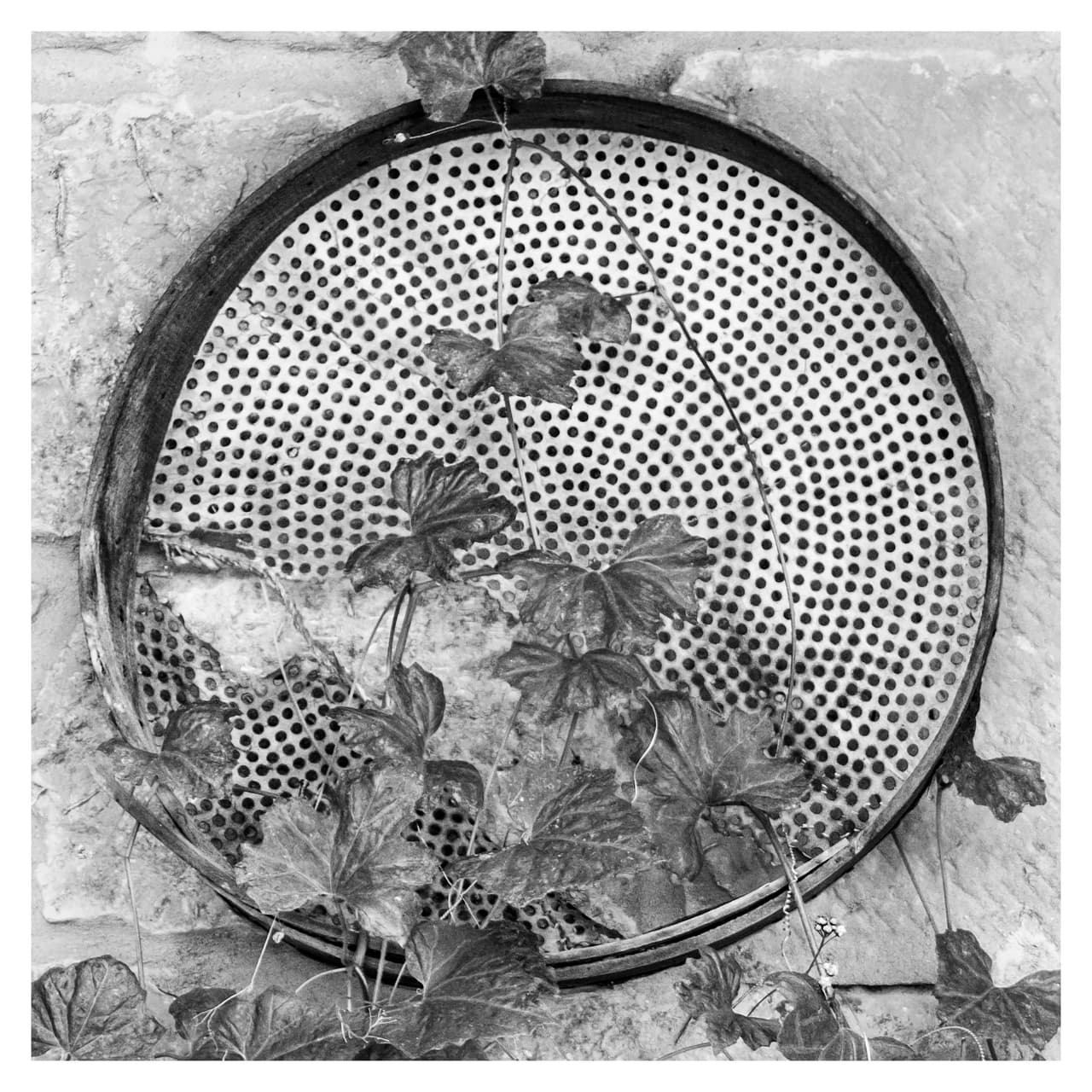 Rejilla circular perforada empotrada en un muro, con hiedra creciendo entre sus agujeros