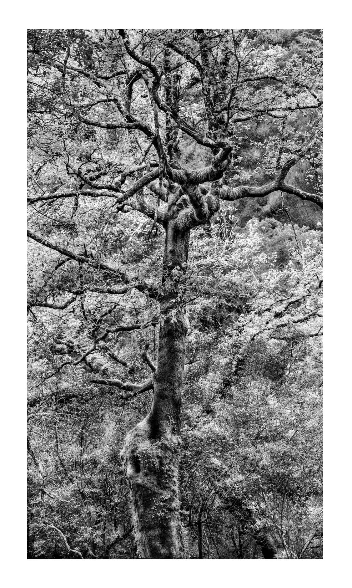 Árbol alto de tronco claro que destaca entre la maraña de ramas de un bosque cerrado